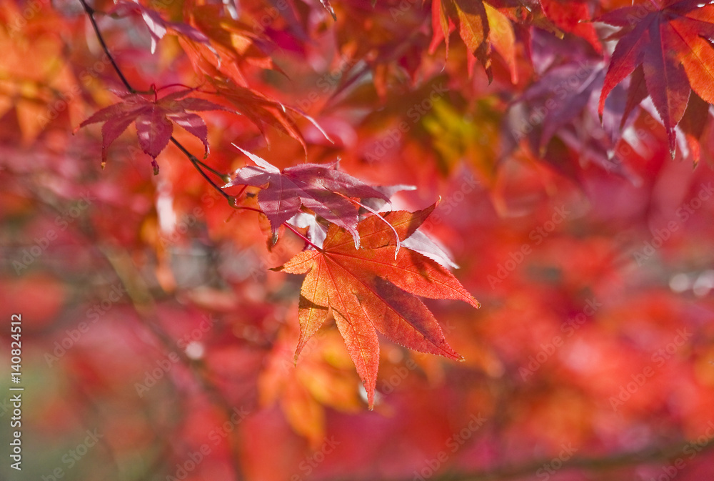 Colors of autumn background. Japanese maple tree leaves in sunlight, shallow depth of field focus on front. Horizontal shot. Colors of autumn background. Japanese maple tree leaves in sunlight, shallow depth of field focus on front. Horizontal shot.