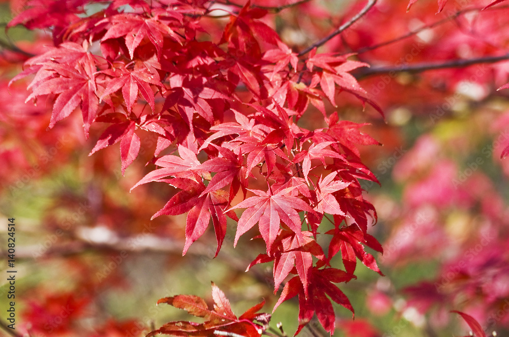 Colors of autumn background. Japanese maple tree leaves in sunlight, shallow depth of field focus on front. Horizontal shot. Colors of autumn background. Japanese maple tree leaves in sunlight, shallow depth of field focus on front. Horizontal shot.