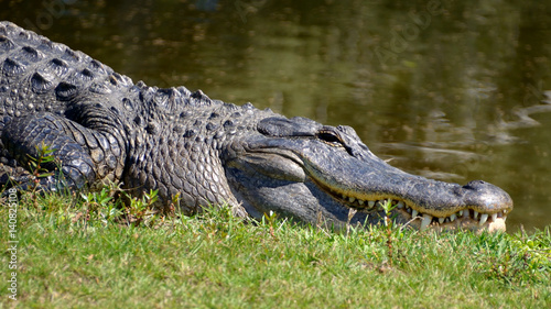 Alligator Basking in the Sun