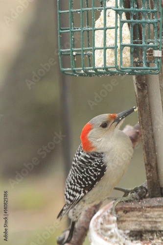 Illinois woodpeckers at suet feeder