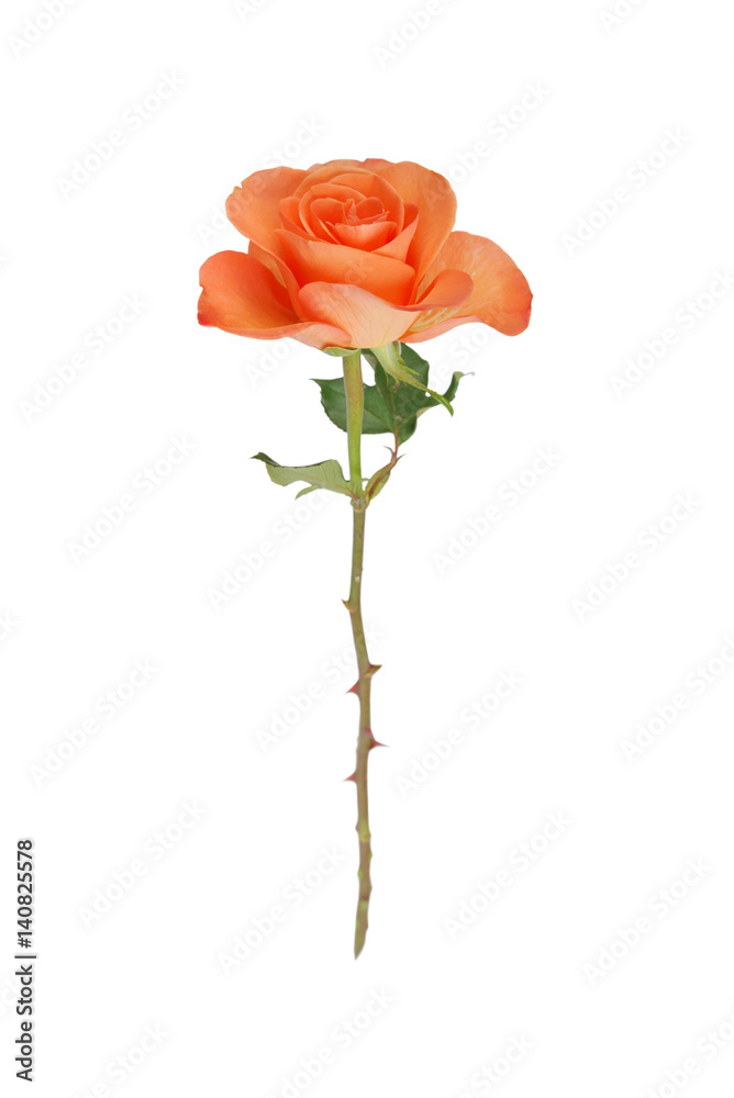 Fototapeta premium Orange rose on white