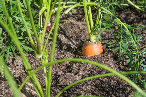 Raw carrot with tops is growing. Farming. Close up, macro.