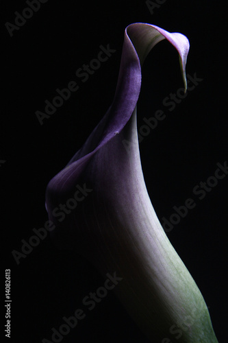 Purple Lily