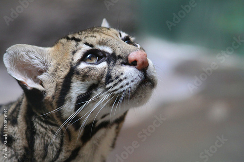 Ocelot