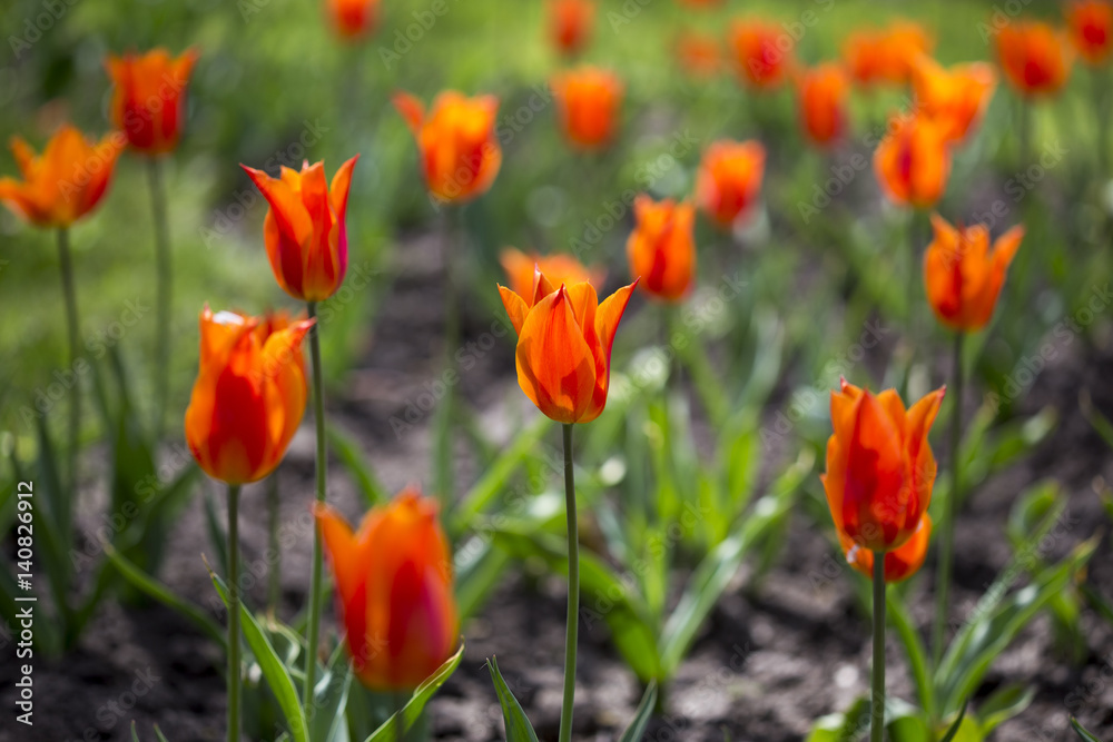 Many beautiful red tulips in a botanical garden. Kiev. Ukraine.