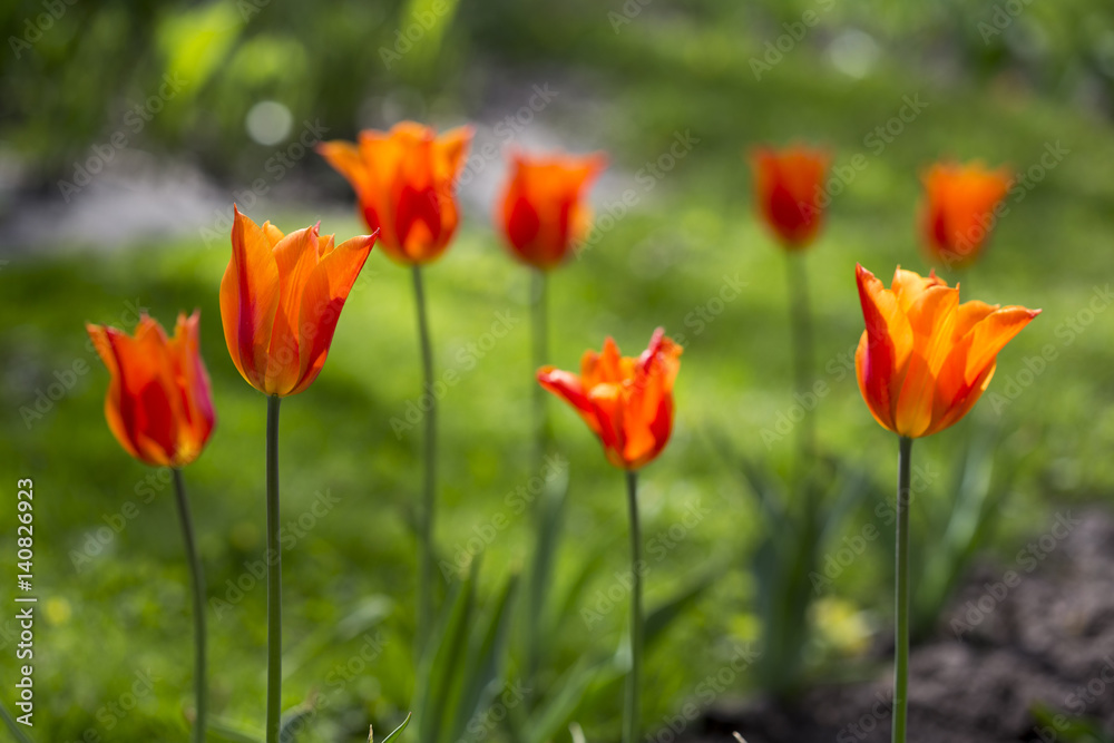 Many beautiful red tulips in a botanical garden. Kiev. Ukraine. Many beautiful red tulips in a botanical garden. Kiev. Ukraine.