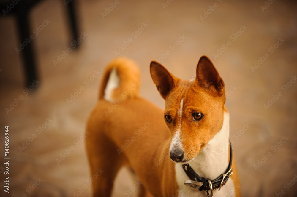 Basenji dog on outdoor patio Basenji dog on outdoor patio