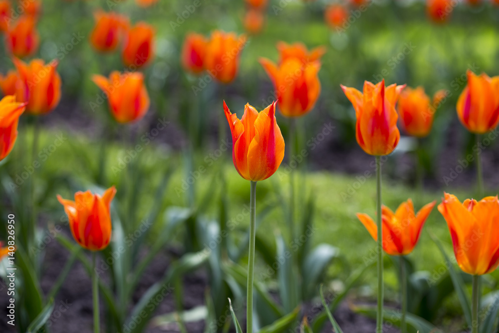 Many beautiful red tulips in a botanical garden. Kiev. Ukraine.