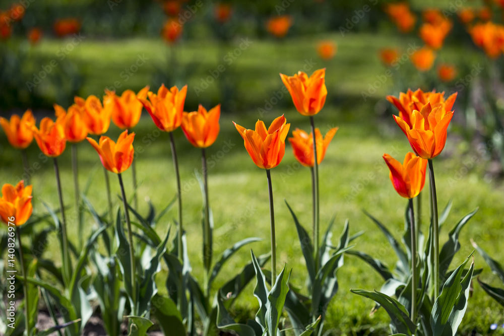 Many beautiful red tulips in a botanical garden. Kiev. Ukraine. Many beautiful red tulips in a botanical garden. Kiev. Ukraine.
