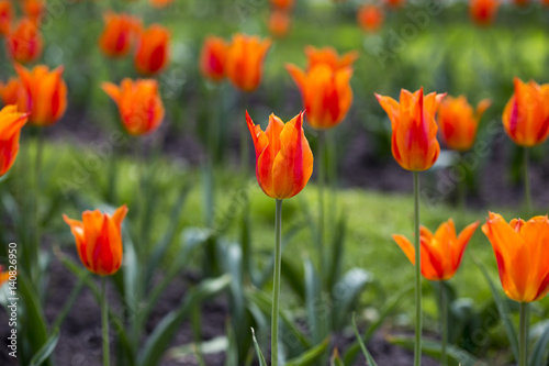 Many beautiful red tulips in a botanical garden. Kiev. Ukraine.