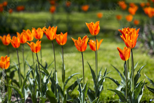 Many beautiful red tulips in a botanical garden. Kiev. Ukraine.