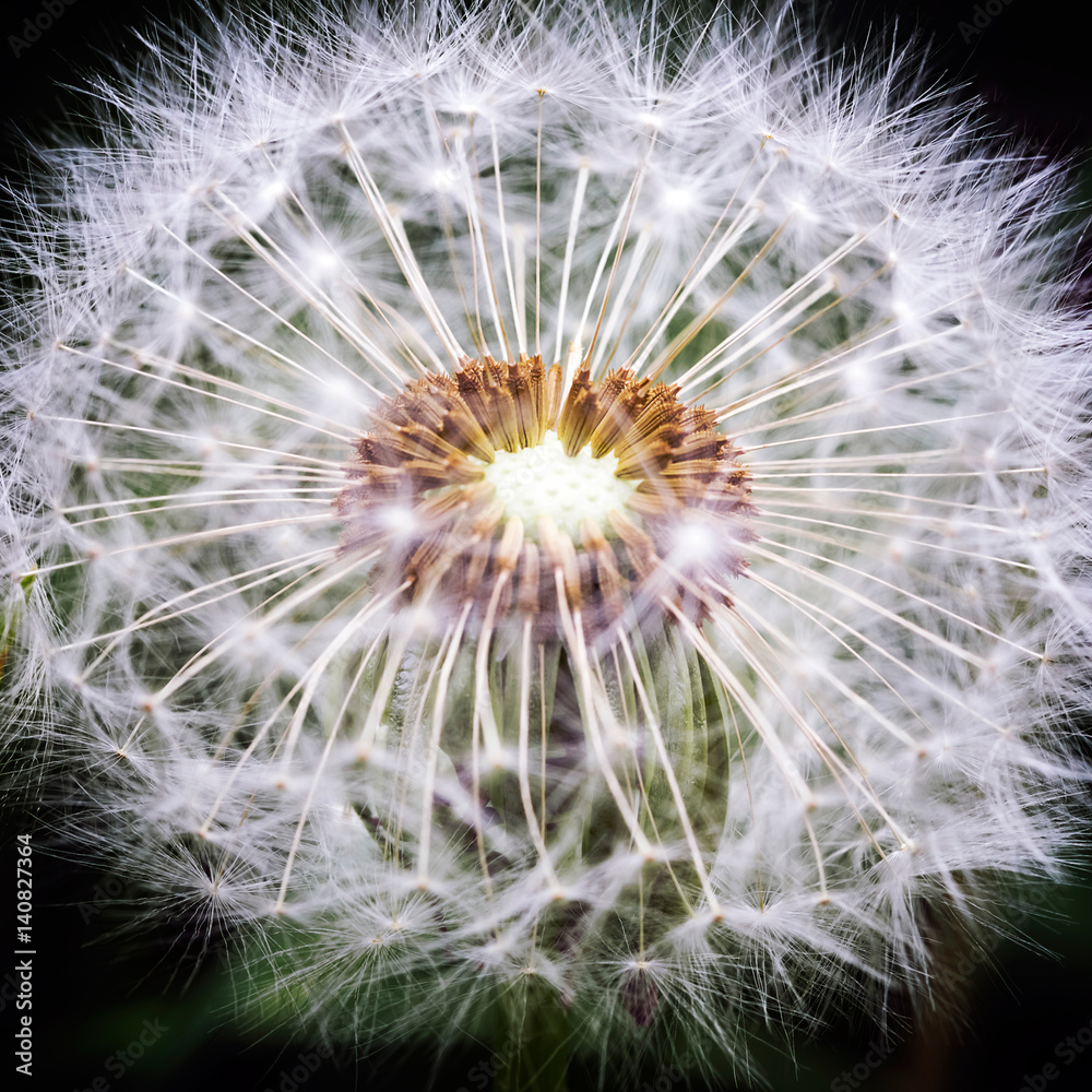 Dandelion Dandelion