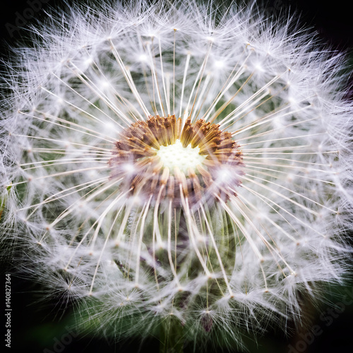 Dandelion