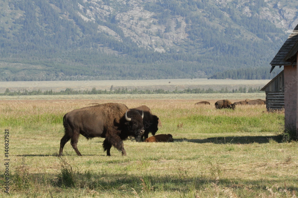 Naklejka buffalo at yellowstone
