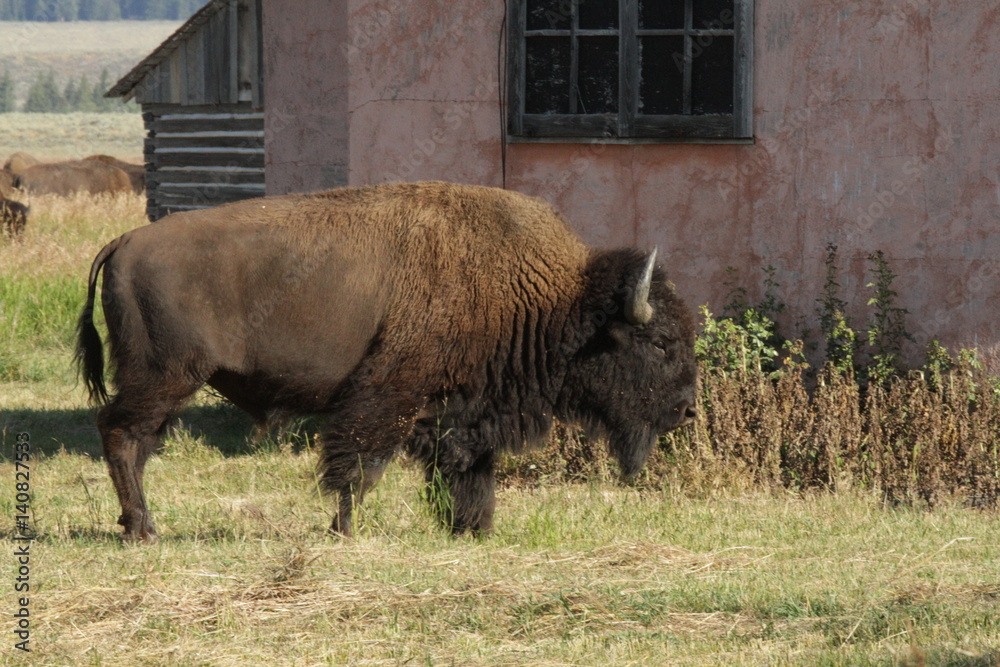 Fototapeta premium buffalo at yellowstone