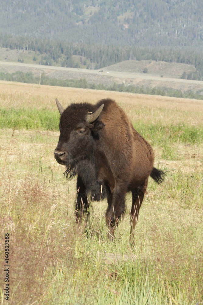 buffalo at yellowstone