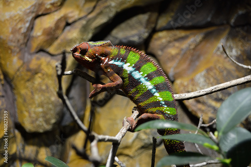 Chameleon