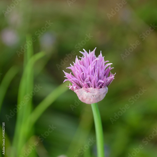 Chive flower