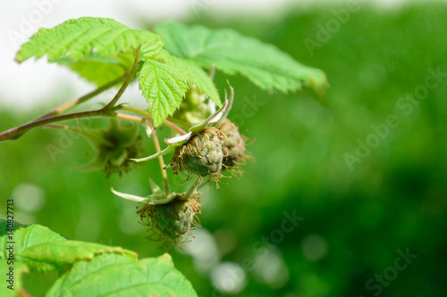Unripe raspberry