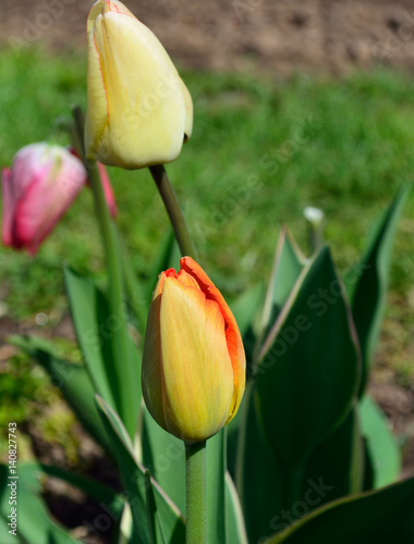 Tulip