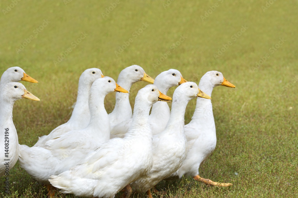 Obraz premium Ducks in a row