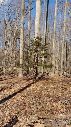 Winter in Oakton
