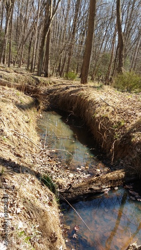 Oakton woods