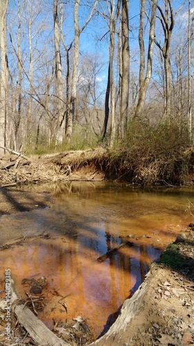 Oakton woods