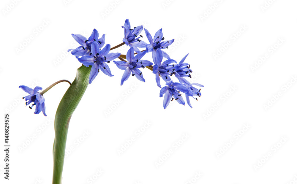 Obraz premium Beautiful blue natural fresh snowdrops flowers