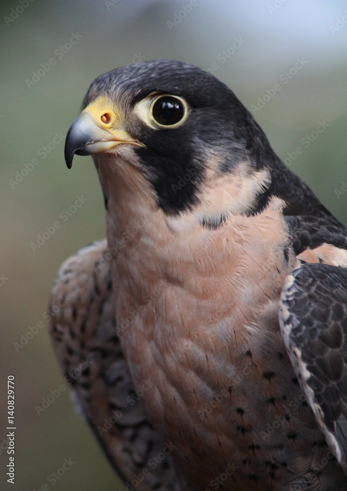 Peregrine Peregrine
