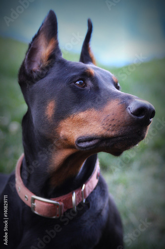 Doberman Pinscher