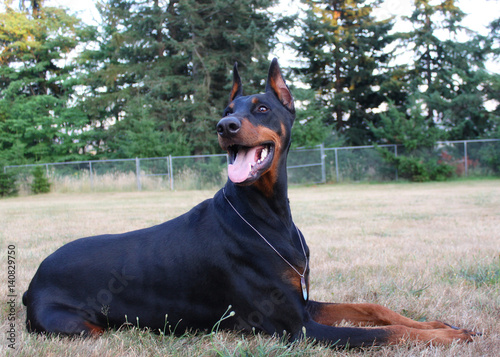Doberman Pinscher portrait