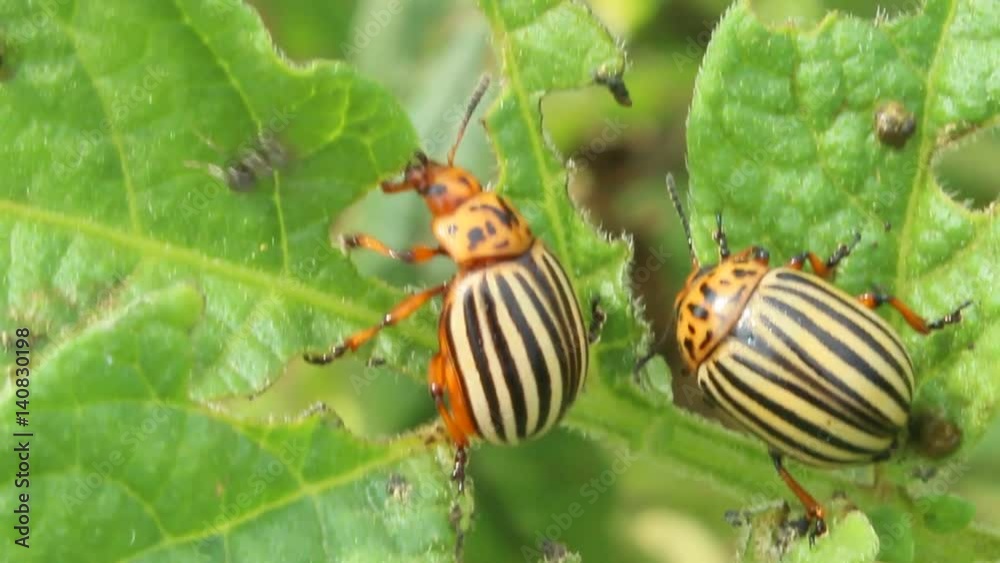 colorado beetles gobble up the leaves of potatoes colorado beetles gobble up the leaves of potatoes