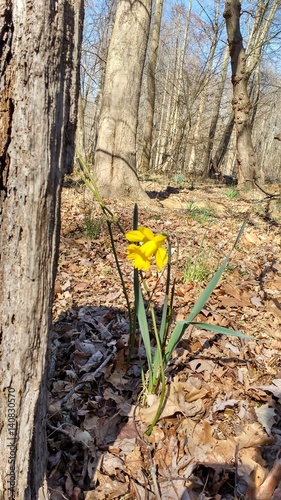 Yellow flower
