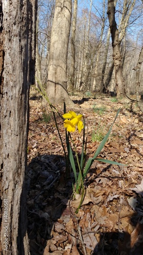 Yellow flower