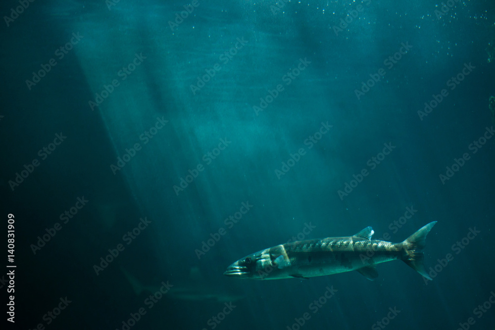 Fototapeta premium Great barracuda (Sphyraena barracuda)