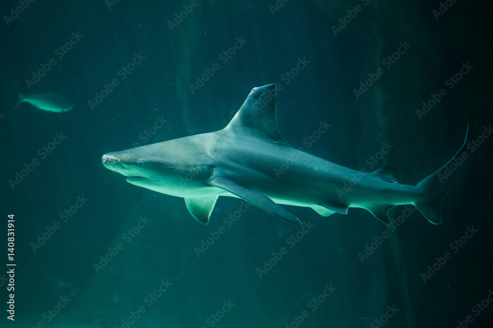 Obraz premium Sandbar shark (Carcharhinus plumbeus).