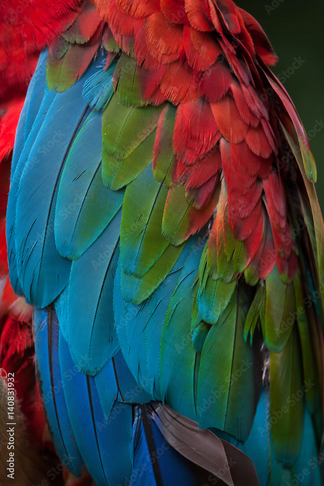 Obraz premium Green-winged macaw (Ara chloropterus)