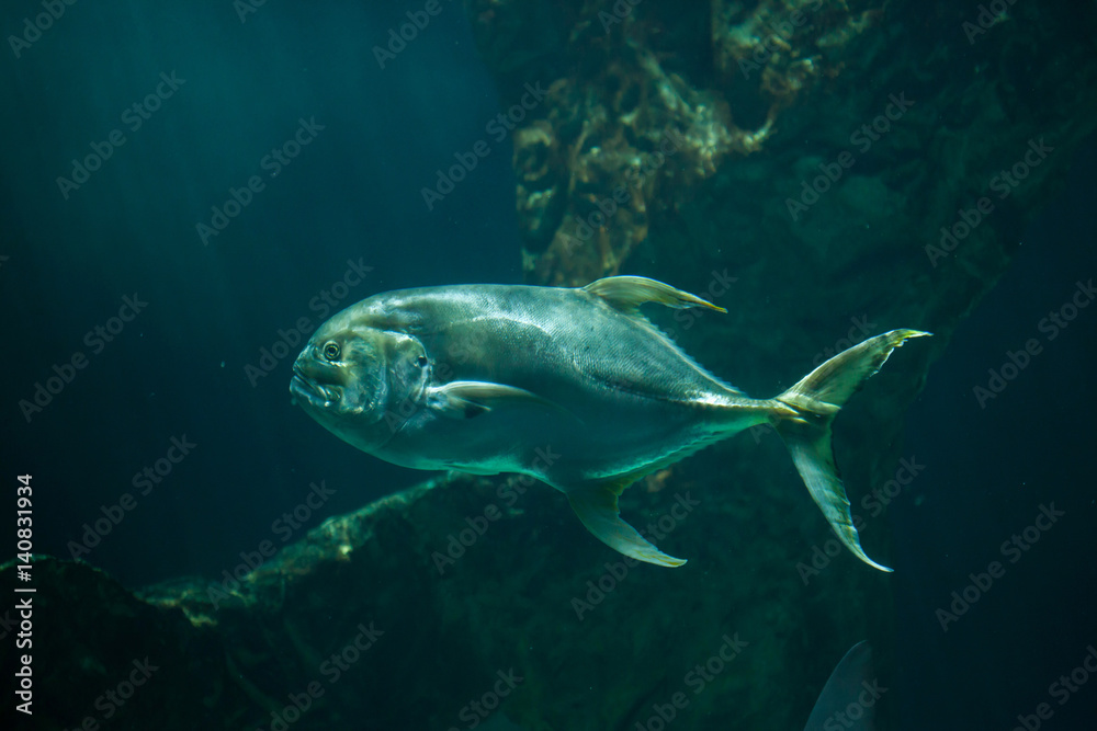 Fototapeta premium Bigeye trevally (Caranx sexfasciatus)
