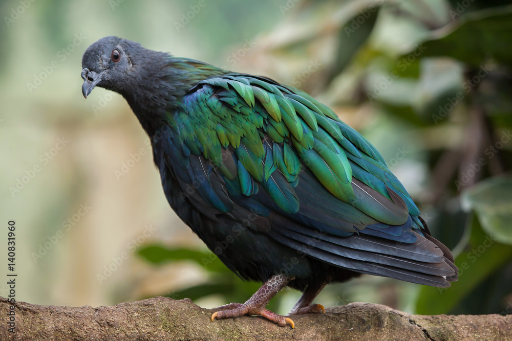 Obraz premium Nicobar pigeon (Caloenas nicobarica).