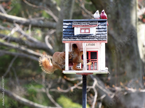 Red Squirrel Relocating Baby