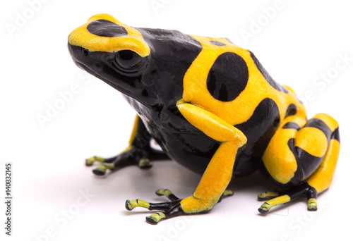 Yellow black bumblebee poison dart frog, Dendrobates leucomelas. A poisonous rain forest animal with warning colors isolated on a white background.