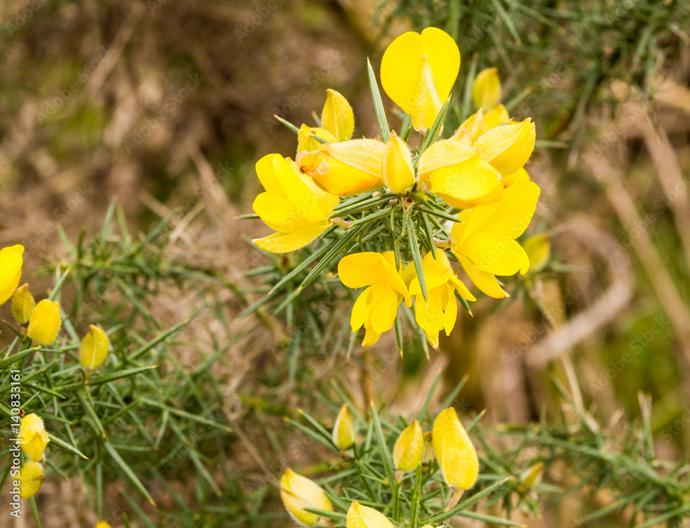 Early springtime flowers at Wyre Estuary country park, Thornton, Lancashire, UK Early springtime flowers at Wyre Estuary country park, Thornton, Lancashire, UK