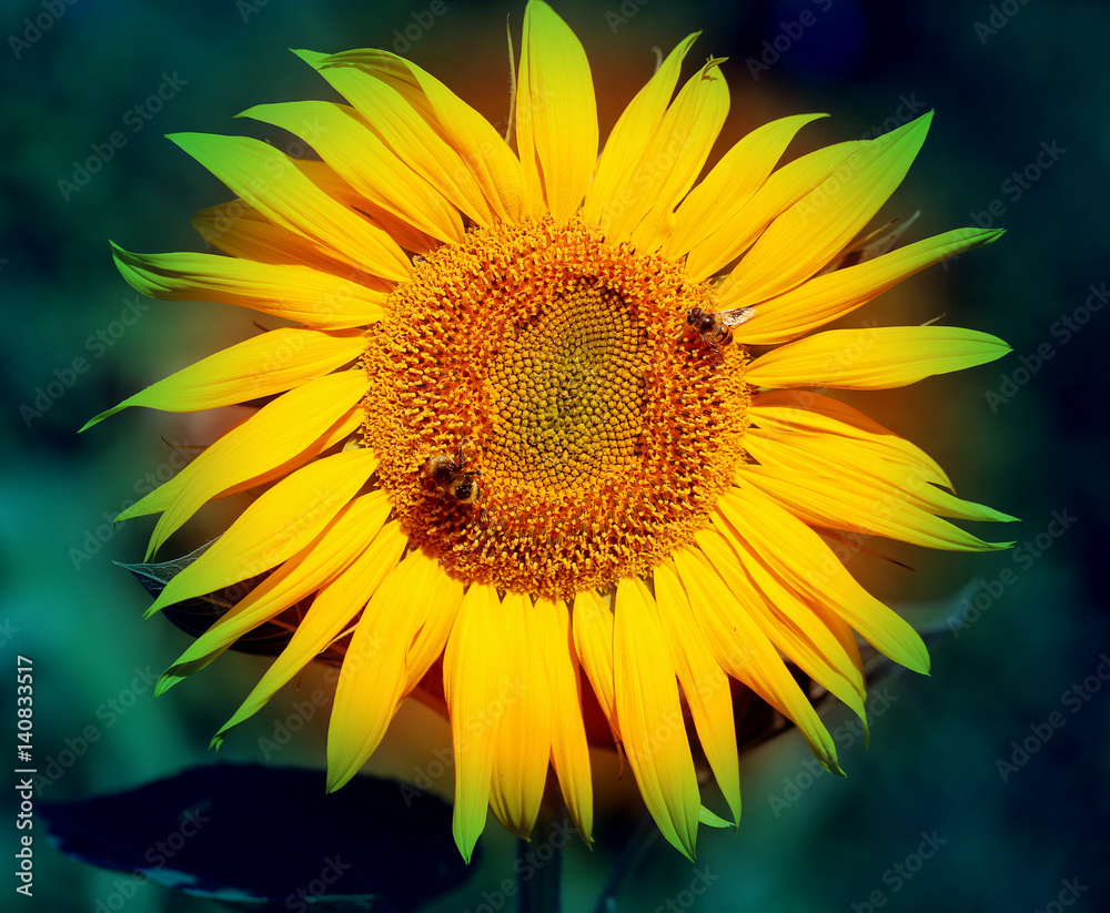 Obraz premium Photo of bright macro sunflower