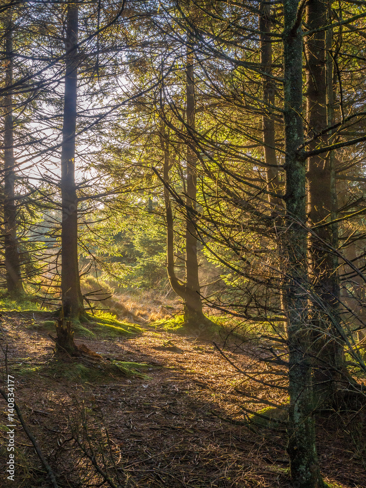 Fototapeta premium Woodland walk through woods in late winter, Cheshire, UK