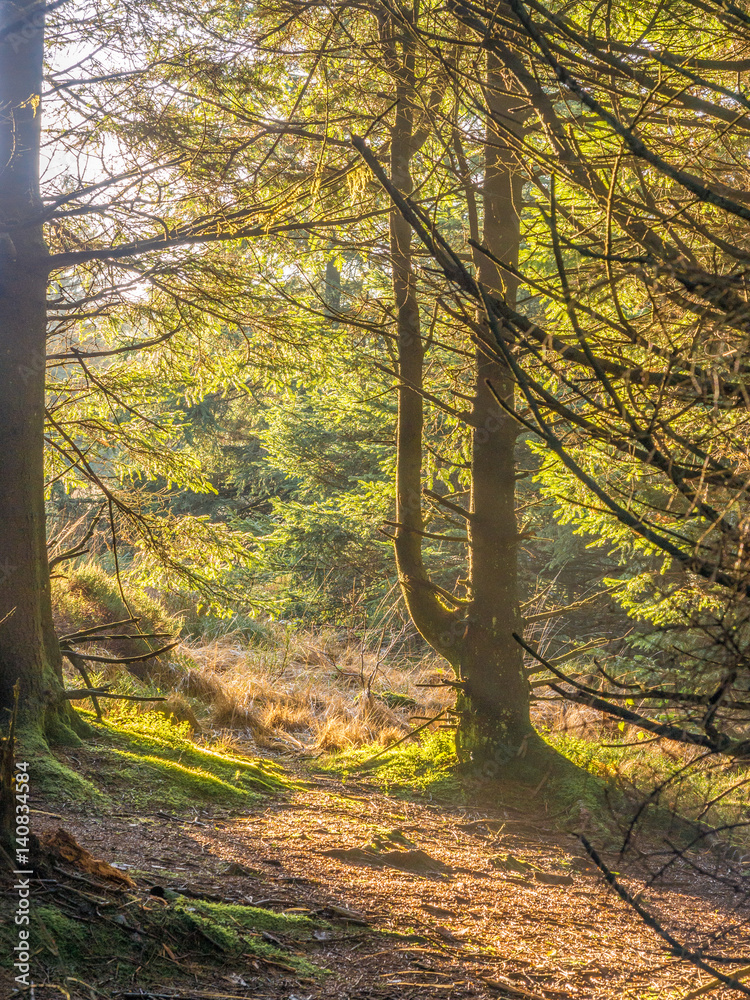 Fototapeta premium Woodland walk through woods in late winter, Cheshire, UK