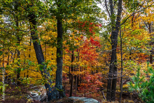 Autumn trees, Bear Mountain