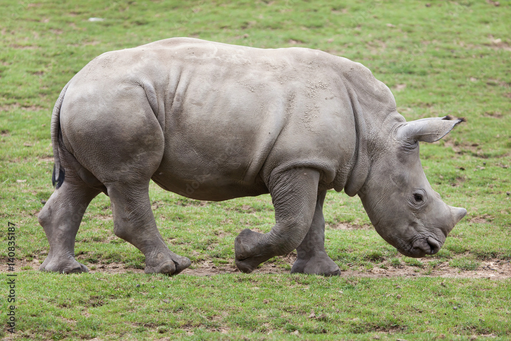 Southern white rhinoceros (Ceratotherium simum). Southern white rhinoceros (Ceratotherium simum).