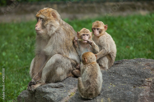 Barbary macaque (Macaca sylvanus) © Vladimir Wrangel