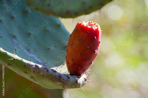 Edible cactus prickly pear opuntia with ripe pink fruits photo